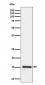 Anti-Histone H3 (di methyl K79) Rabbit Monoclonal Antibody